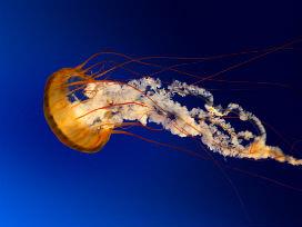 Jelly Fish 